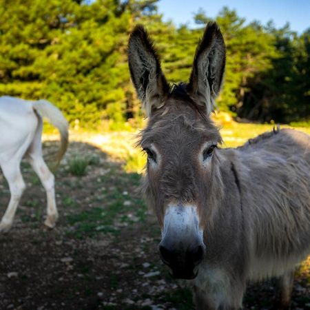 A Ventoux Yourte Monieux Экстерьер фото
