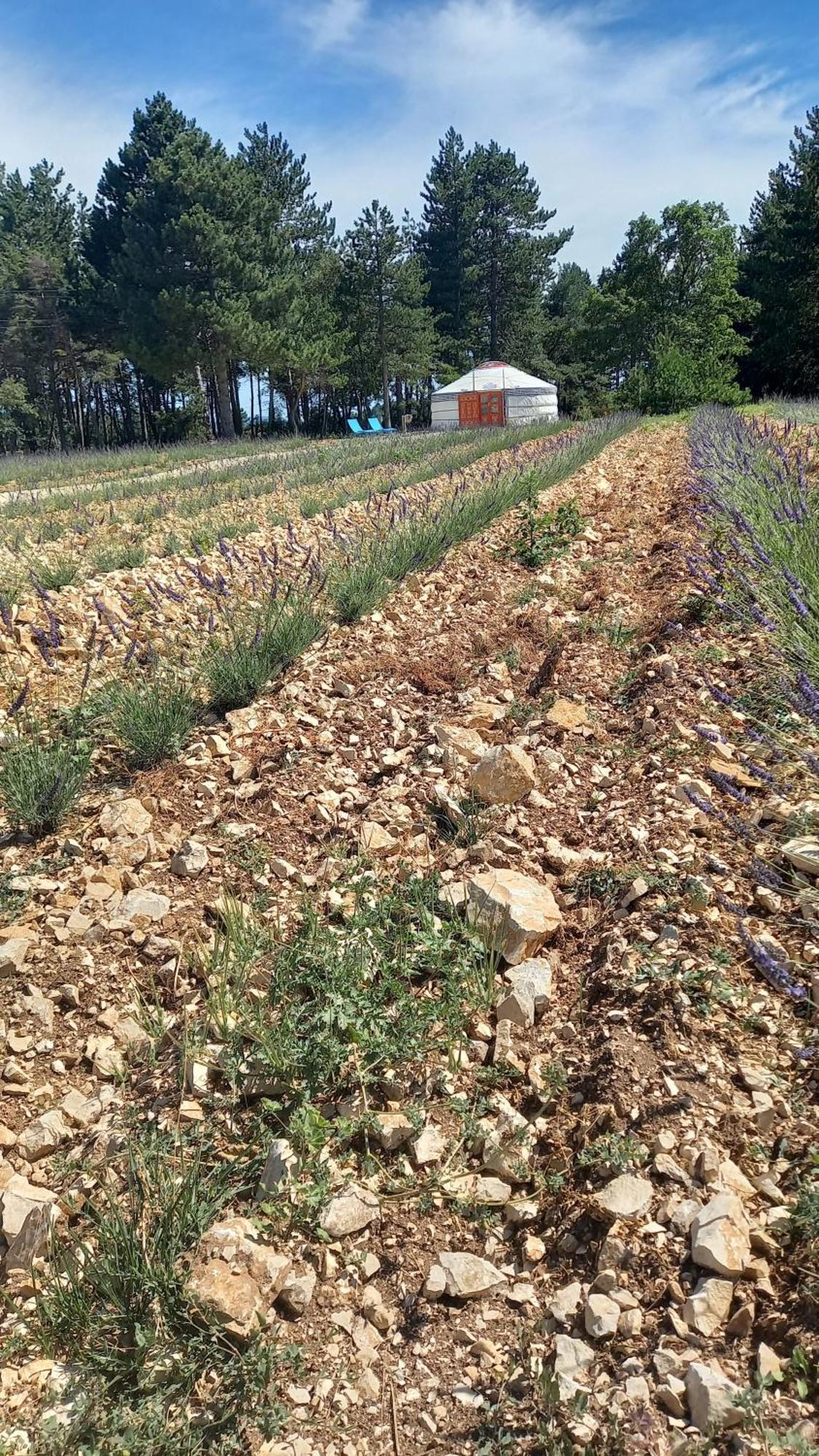 A Ventoux Yourte Monieux Экстерьер фото